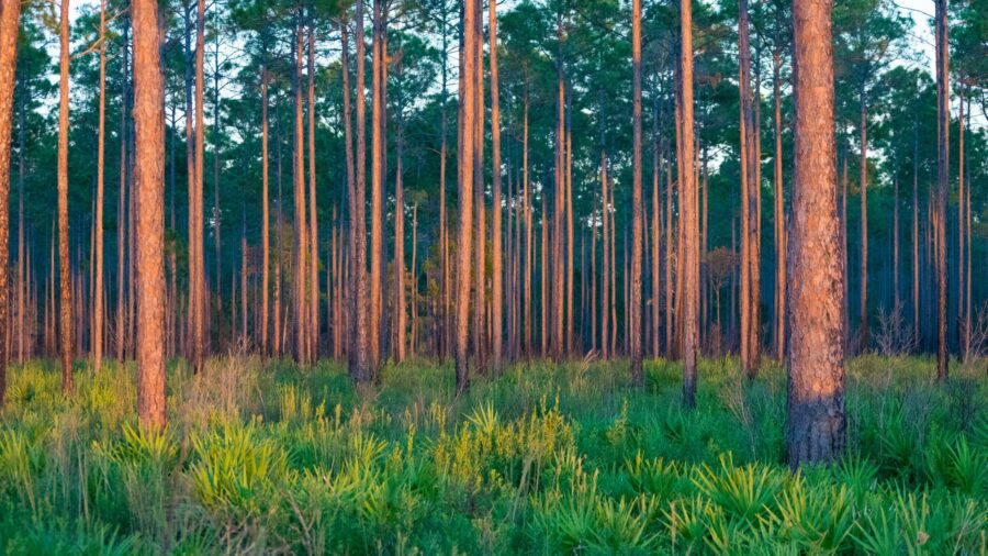 Forest filled with southern yellow pine trees