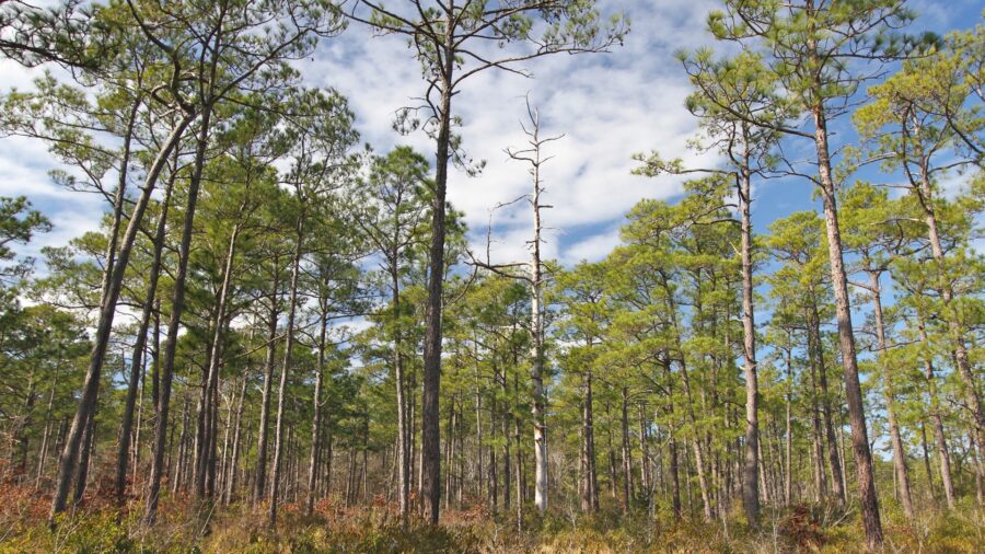 A large forest with souther yellow pine trees standing tall with a blue sky in the background